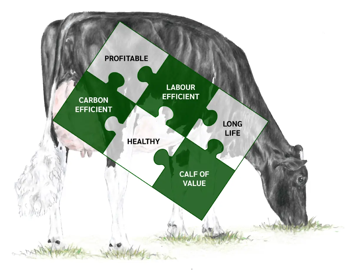 MB Cow Jigsaw graphic final (1) (1)