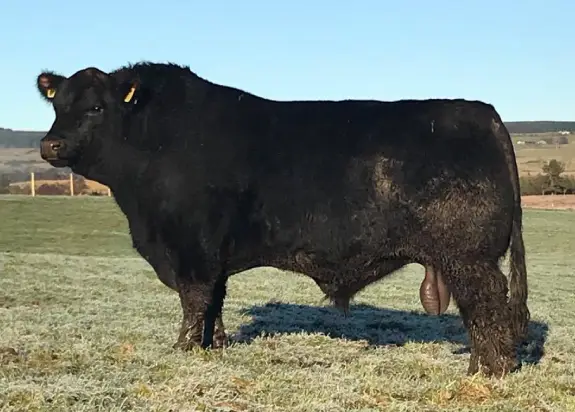 Black Bull