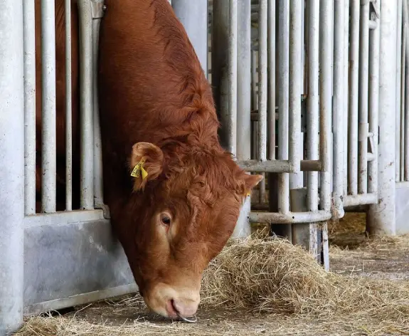Bull in Stud