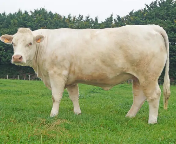 Bull