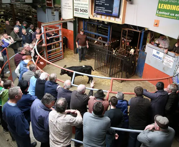 Calf in mart