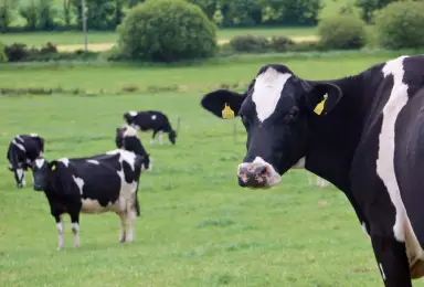Dairy Breeding Programme