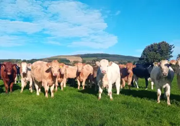 Beef Breeding Programme