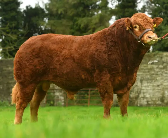 Bull