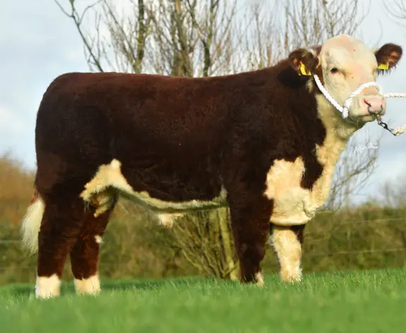 Bull