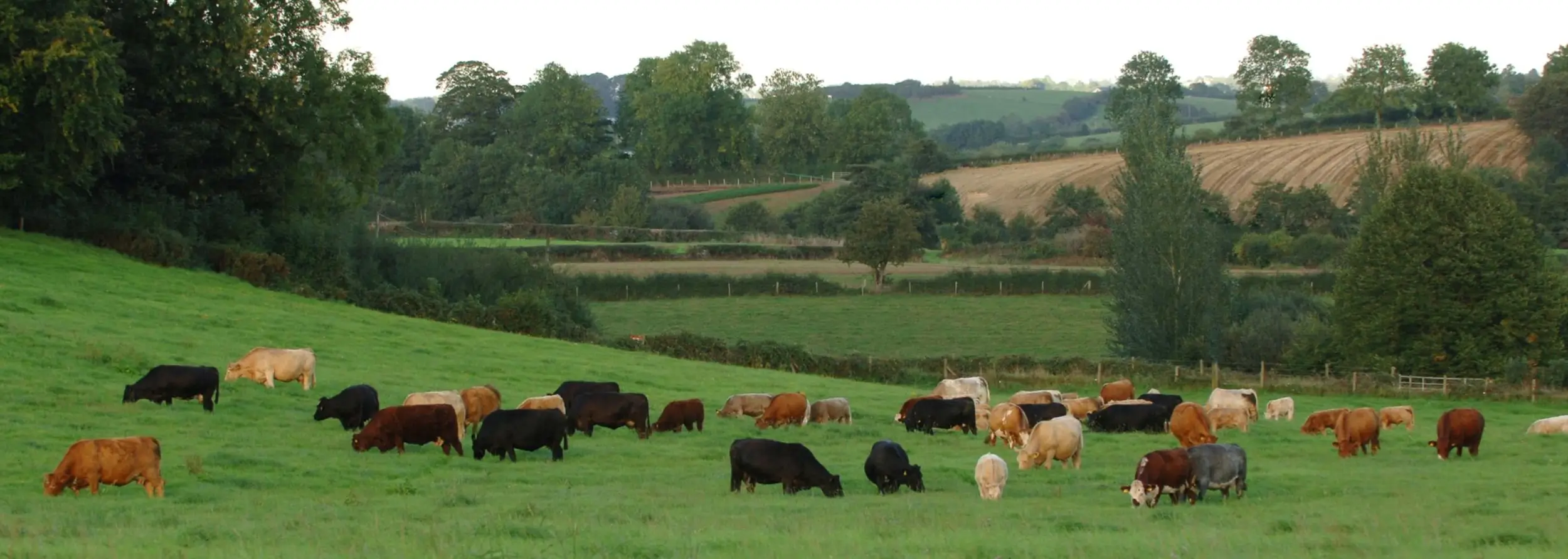 Farm