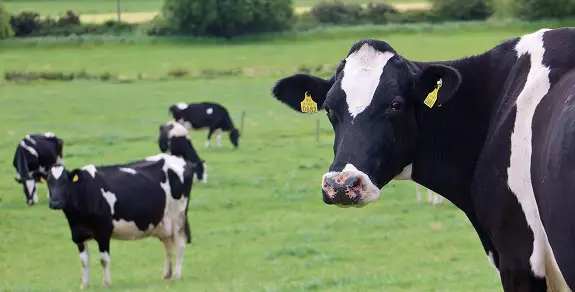 Cow