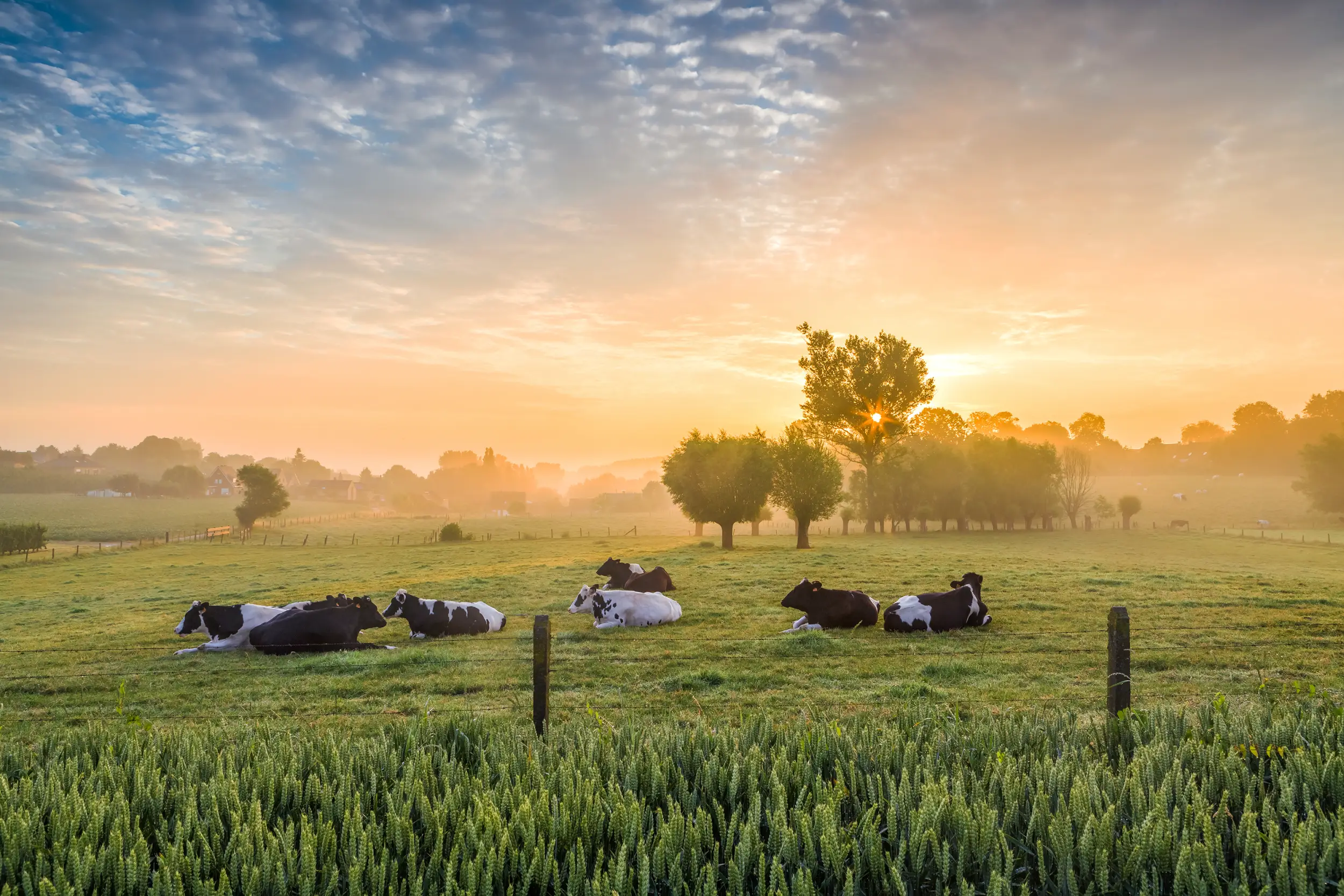 farm banner