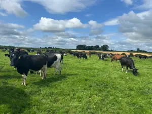 ABS Genus Dairy farmers travel over to see (IG) Ireland Genetics progeny on home soil SOLNUA 5.Genus Bourkes Cows Photo 2