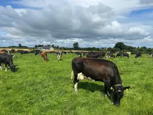 ABS Genus Dairy farmers travel over to see (IG) Ireland Genetics progeny on home soil SOLNUA Genus Bourkes Cows Photo
