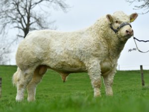NCBC hosts Breeders from Finland SOLNUA Corbaun Rory