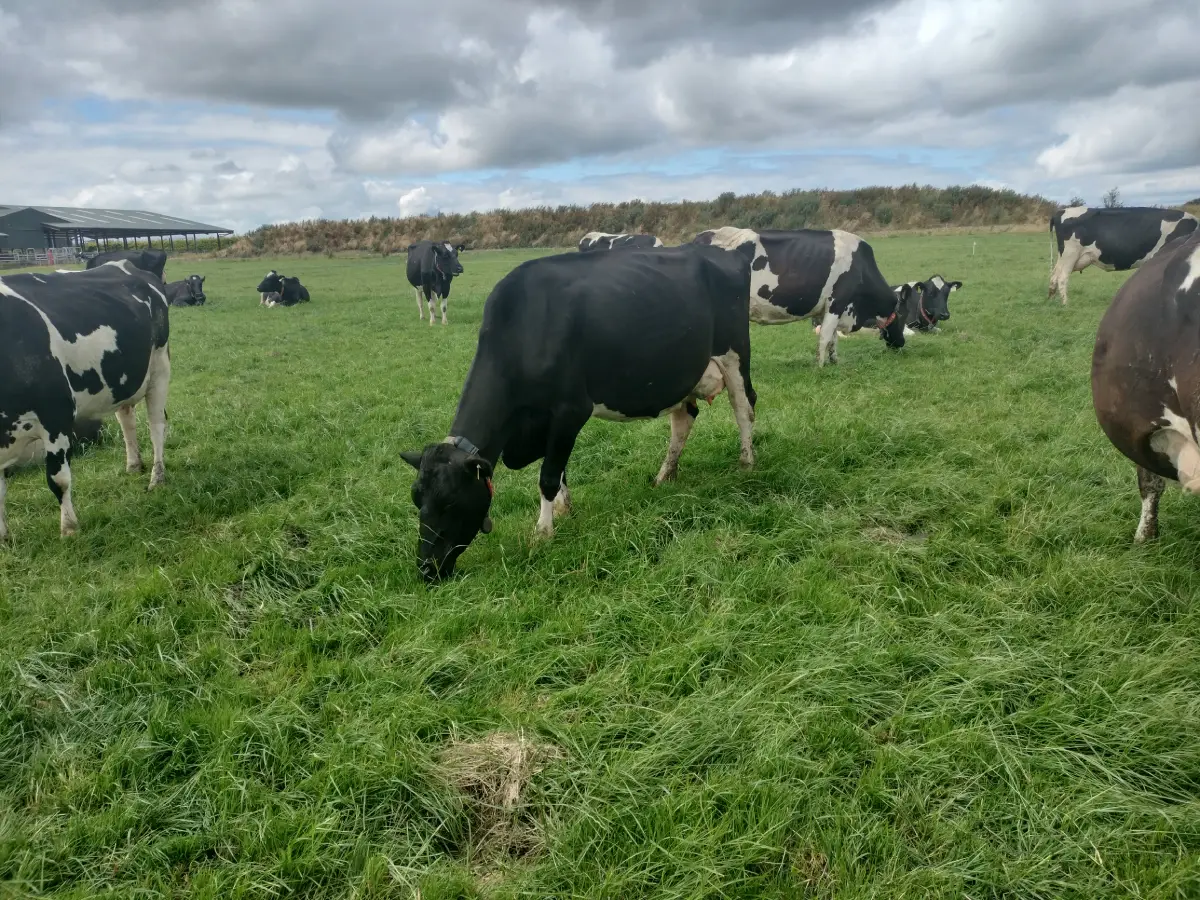 Cows 1