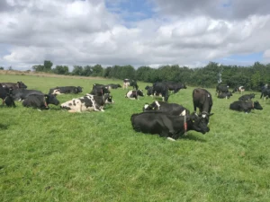 Social Media Post after the UK July 2024 trip SOLNUA Cows-2