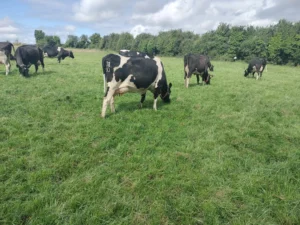 Social Media Post after the UK July 2024 trip SOLNUA Cows 3