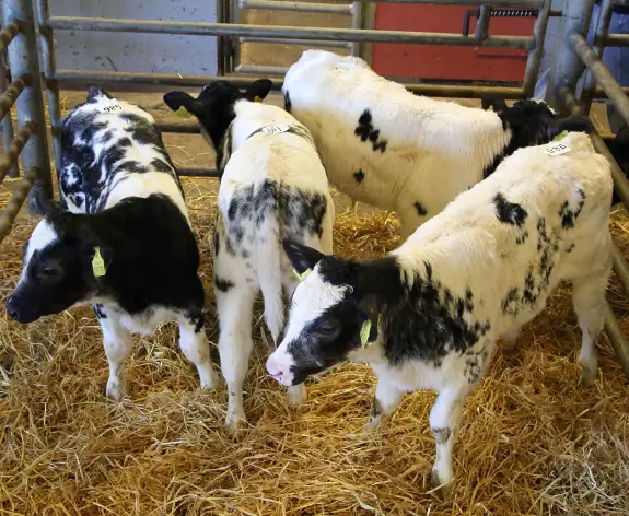 Dairy Beef BB images