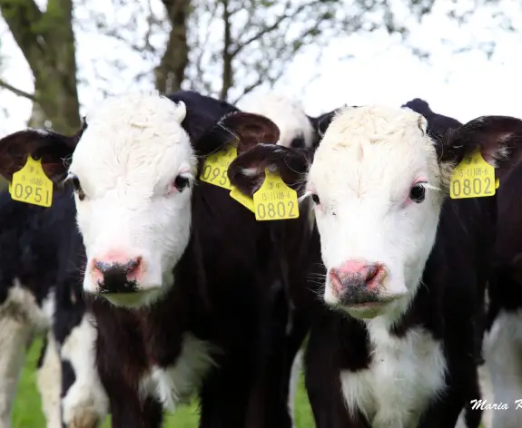 Dairy Beef Programme