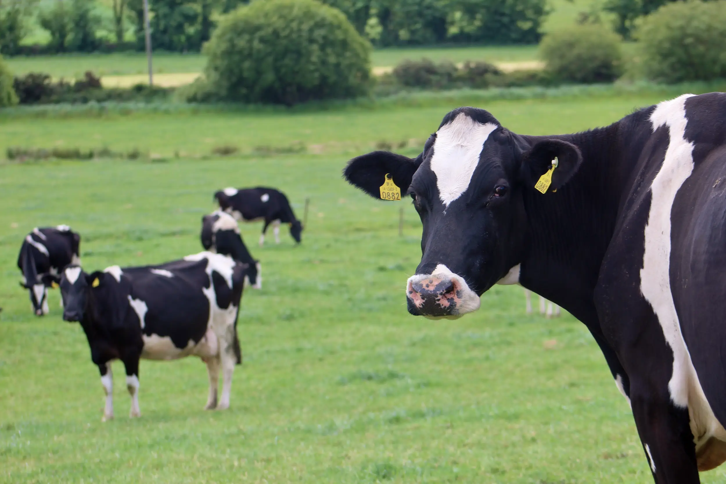 Dairy Breeding Programme