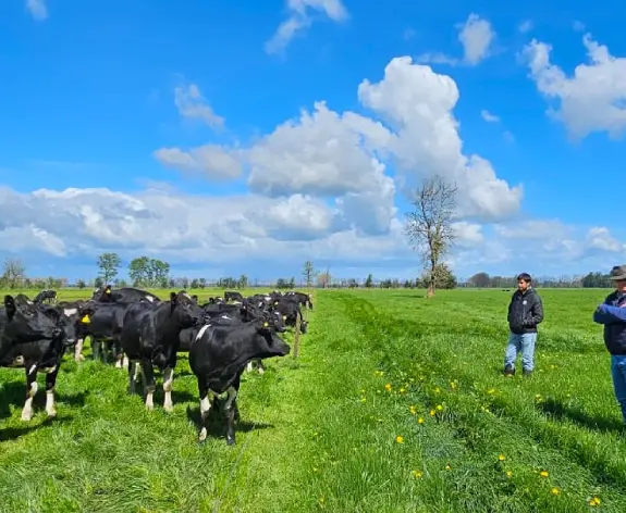 Cows and farmers