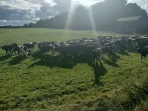 Genus UK September trip – 2024 SOLNUA Heifers