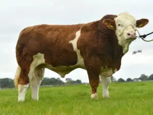 NCBC hosts Breeders from Finland SOLNUA Portroyal Mr Bull PP