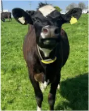 NCBC hosts Breeders from Chile SOLNUA cow