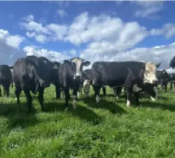 NCBC hosts Breeders from Chile SOLNUA cows