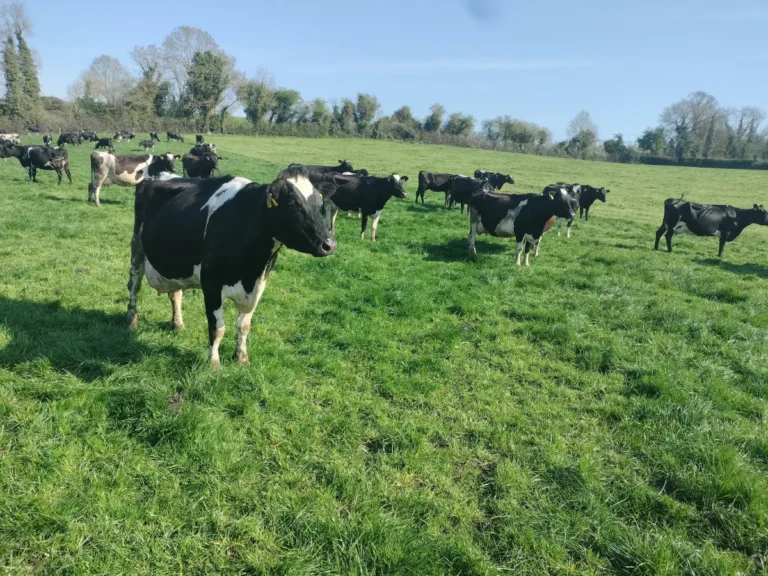 From Argentina to the Rock of Cashel