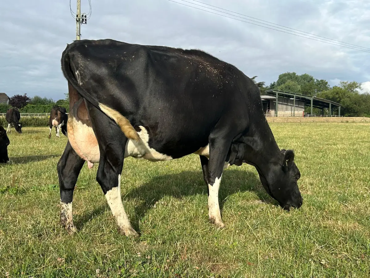 Cow