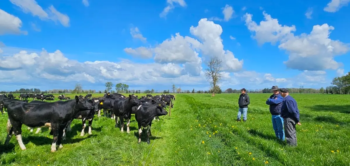 Mauricio Heifers on farm
