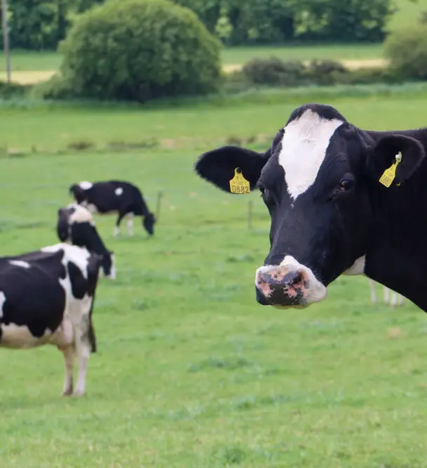 Cows