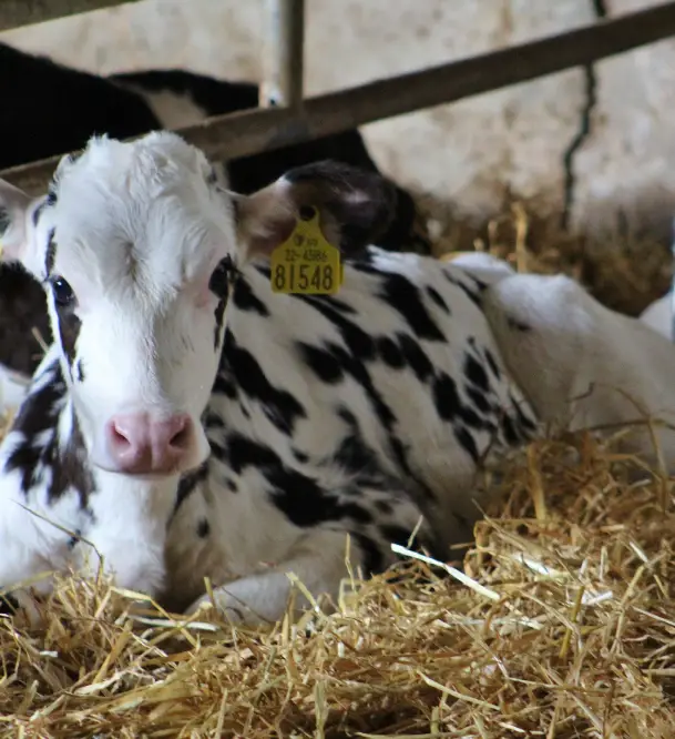 Calf