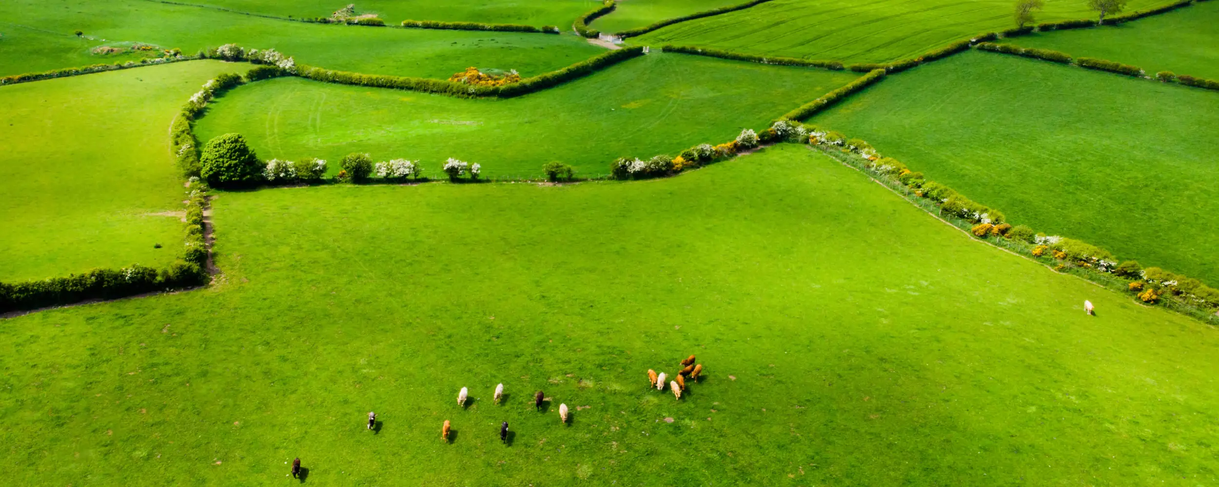 Farm