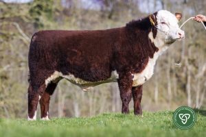 Innovación Desatada – La genética Hereford de NCBC ocupa el centro del escenario