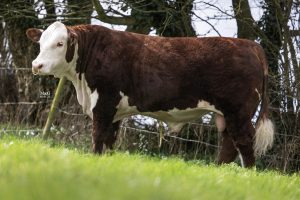 Innovación Desatada – La genética Hereford de NCBC ocupa el centro del escenario