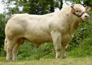 NCBC's Rose Goulding to judge Charolais World Championship
