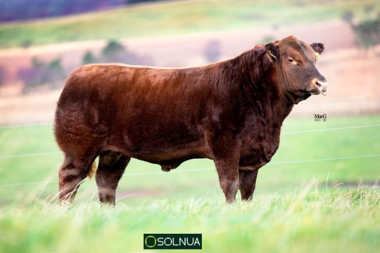 Solnua Red Angus – Leading the field in Germany