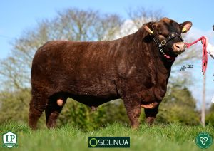 Solnua Red Angus – Leading the field in Germany