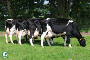 10 out of 10 for Solnua Sires in Ireland