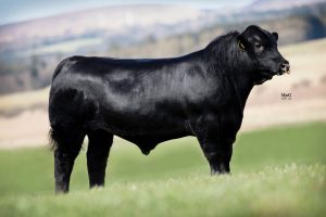 10 out of 10 for Solnua Sires in Ireland