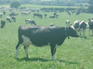 Proof in the Field: UK Dairy Farmers see Solnua Progeny on Irish Soil SOLNUA Proof in the Field: UK Dairy Farmers see Solnua Progeny on Irish Soil