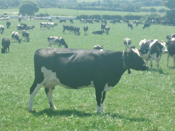 Proof in the Field: UK Dairy Farmers see Solnua Progeny on Irish Soil
