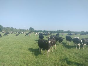 Proof in the Field: UK Dairy Farmers see Solnua Progeny on Irish Soil SOLNUA Proof in the Field: UK Dairy Farmers see Solnua Progeny on Irish Soil