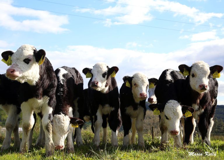 How Ireland is Rewriting the Dairy Beef Playbook