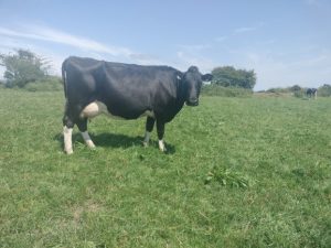 Proof in the Field: UK Dairy Farmers see Solnua Progeny on Irish Soil