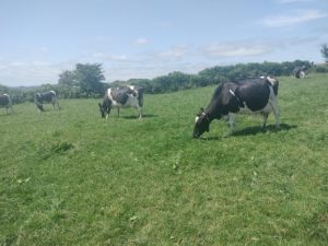 Proof in the Field: UK Dairy Farmers see Solnua Progeny on Irish Soil