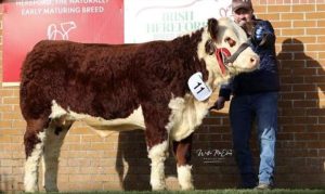 Steeped in Herefords from the start! SOLNUA Steeped in Herefords from the start!