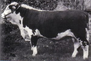 Steeped in Herefords from the start! SOLNUA Steeped in Herefords from the start!