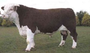 Steeped in Herefords from the start! SOLNUA Steeped in Herefords from the start!