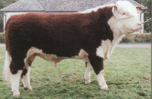 Steeped in Herefords from the start! SOLNUA Steeped in Herefords from the start!