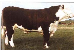 Steeped in Herefords from the start! SOLNUA Steeped in Herefords from the start!